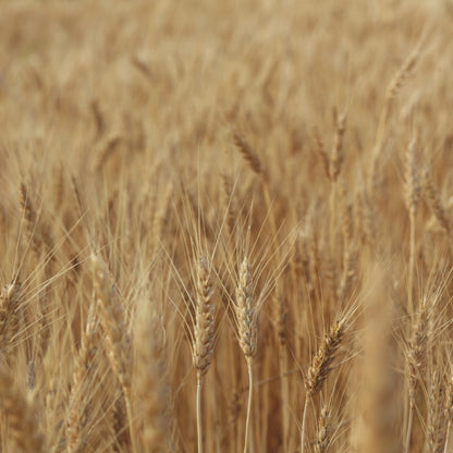 Joseph in Egypt Foreshadows Jesus Christ Printable